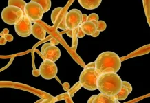 Emerge il pericolo della Candida Auris: tutto ciò che devi sapere sul fungo killer